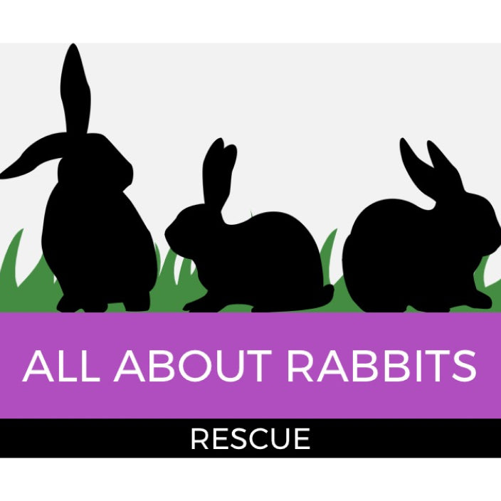 希少　コラボ　Maclaren Dylan's Candy Bar Volo MACLAREN COLLABORATES WITH DYLAN'S CANDY BAR - Dylan's Candy Bar